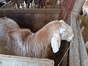 бройлер тушки: Продаю | Баран (самец) | Арашан | Для разведения | Осеменитель — 1