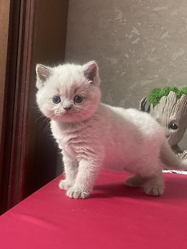 Британские короткошёрстные котята, окрас лиловый. Девочки. Приучены к