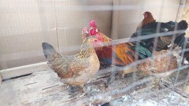 Карлики японские бентамки для разведения, красивые и здоровые! на