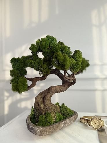подарок бишкек: Декоративные деревья бонсай с натуральным стабилизированным мхом — 1