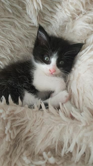 Черно-белый котёнок с розовым носиком и белыми лапками. Короткая