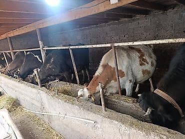 жер уй бишкек сатылат: Сатам | Бука (эркек) | Аргын | Бордоп семиртүү үчүн | Байланган — 2