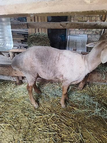 купить ястреба для охоты: Продаю | Овца (самка) | Для разведения | Матка — 5