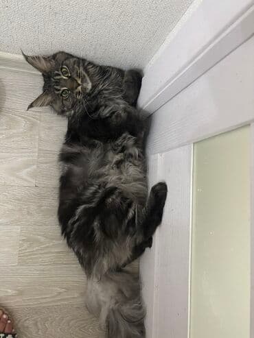 купить кошку мейн кун: Мейн-кун, 1 год, Мальчик, Серый, С прививками, Приучена к лотку, Проглистована — 1