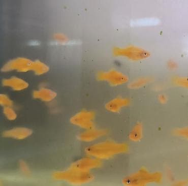 рыба сиг: Рыбки аквариумные, барбусы, цвет есть только зеленный. цена оптом и в — 5