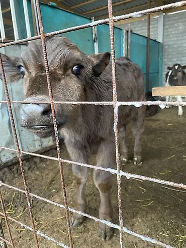 боос кой: Продаю | Музоо, торпок | На откорм — 2