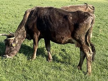 страус птица: Продаю | Корова (самка) | На откорм — 1