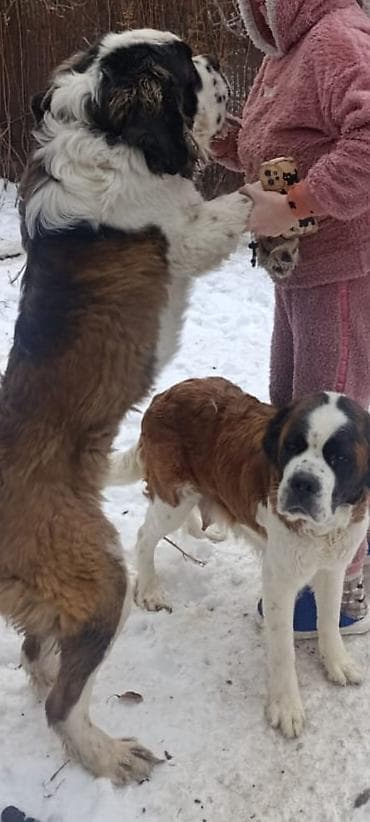 Продажа собак: Сенбернар, 1 месяц, Самка — 2