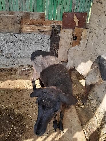 мясо фазана: Продаю | Баран (самец) | На забой — 1