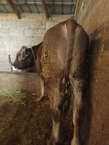 сколько стоит собака породы доберман: Продается годовалый бык порода: мясной можно на мясо и также для — 2