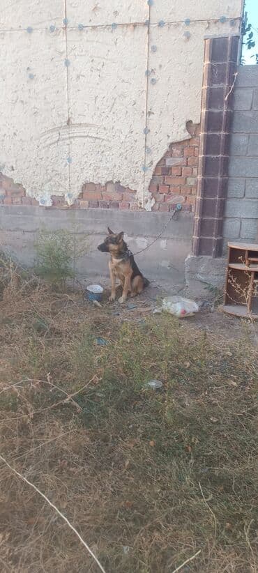 купить дрессированную немецкую овчарку: Цепйга к - Порода : немецкая овчарка (черно‑рыжий окраска уй айдат — 1