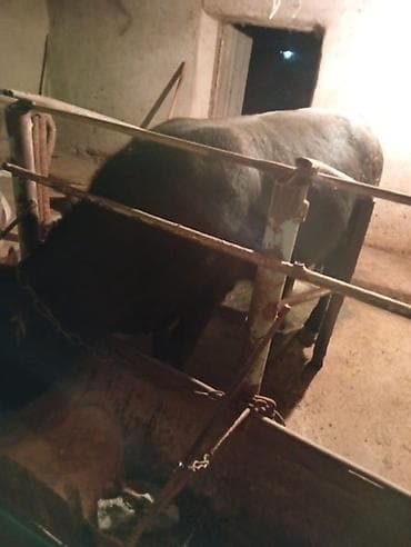 айрширская корова купить: Продаю | Бык (самец) — 5