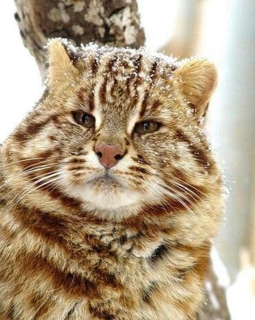 леопардовая кошка цена: Экзотикалык, 1 жаш, Эркек, Документтери менен, Эмделген, Курттардан тазаланган — 2