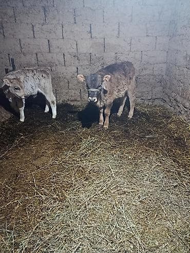 козлы ош: Продаю | Тёлка | Полукровка | На откорм — 2