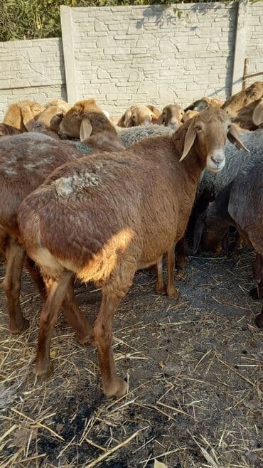 хомяк домашний купить: Продаю | Овца (самка) | Для разведения | Матка — 1