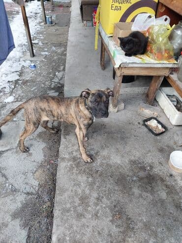 Ветеринар кызматы: Питбуль, 5 айлык, Эркек, Эмделген — 1