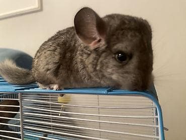 Аквариумы: ГОТОВЫ К БРОНИРОВАНИЮ 3 ШИНШИЛЛЫ 2 мальчика1 девочка Дата рождения — 9