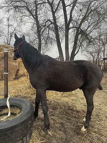 утки белые: Продаю | Жеребец | Рабочий | Осеменитель — 3