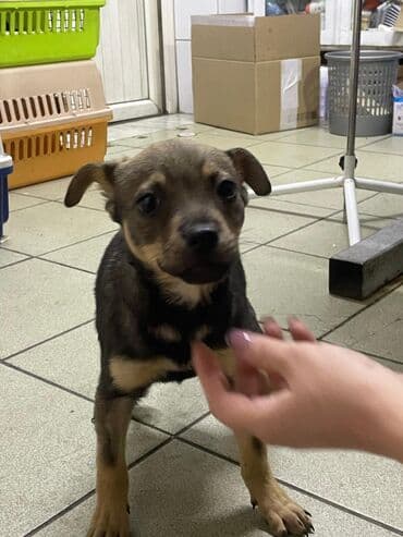 померанский шпиц цена бишкек: Собака даром: Дворняжка, 2 месяца, Самец, С прививкой — 3