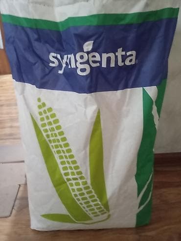 кочерыжка кукурузы: Семена кукурузы Syngenta SY Andromeda (гибрид F1) 16 кг - — 1