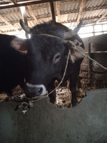 уй жаныбар: Сатам | Бука (эркек) | Швиц | Бордоп семиртүү үчүн | Байланган — 4