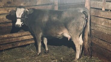 бесплатные собаки: Продаю | Корова (самка), Тёлка, Музоо, торпок | Швицкая — 3