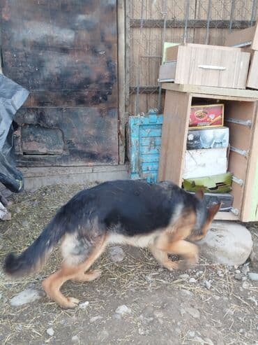 Ит кууту: Продаю щенка немецкой овчарки 6,5 месяца девочка — 5