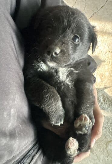 кавказский овчарка цена: Щенята в добрые и заботливые руки Возраст — 1 месяц. Всего 6 — 3