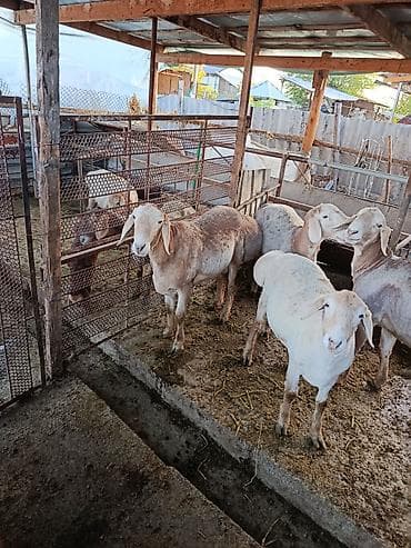 карликовый померанский шпиц цена: Продаю | Баран (самец) | Арашан | Для разведения | Ярка — 1