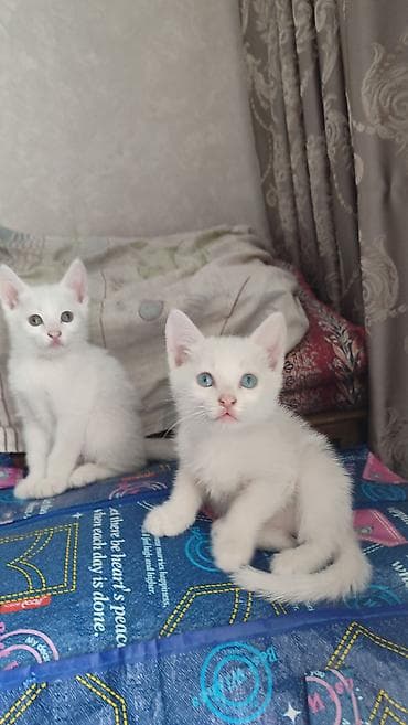 кошки британские: Белоснежные котята с короткой шелковистой шерстью. Ушки крупные — 1
