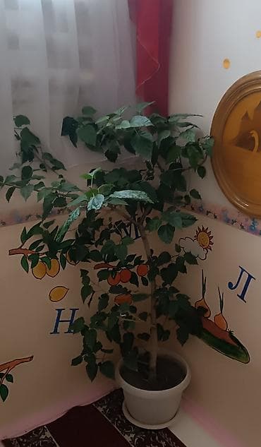 стар: Предлагаются комнатные растения в горшке (Китайская роза, фикус). Это — 4