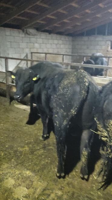 уйлар букалар: Сатам | Бука (эркек) | Бордоп семиртүү үчүн — 10