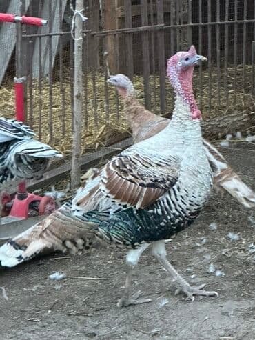 домик для животных: Сатам | Эркек күрп | Көбөйтүү үчүн — 1