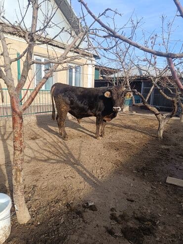 кролик французский баран: Продаю | Бык (самец) | Швицкая | Для разведения, Для молока | Осеменитель, Искусственник — 4