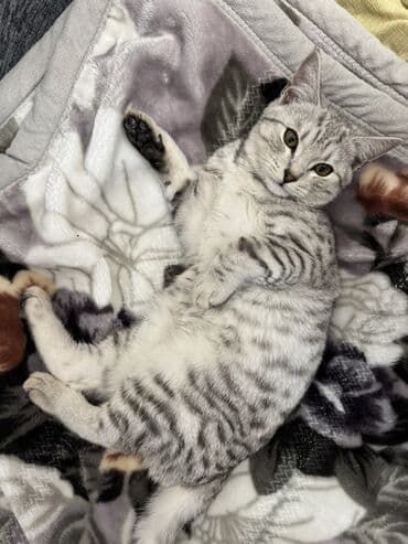 сколько стоят вислоухие коты: Котёнок с серебристо-полосатым окрасом (серебро табби). Короткая — 2