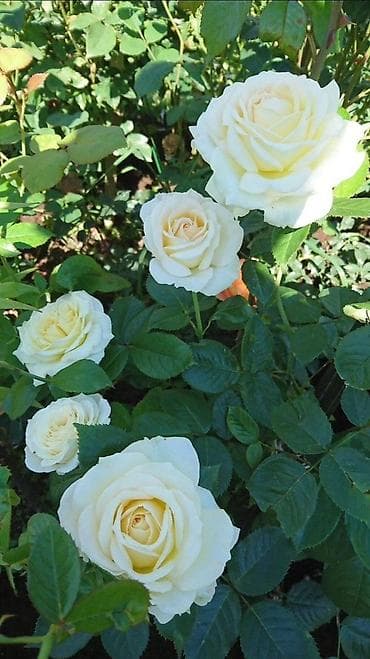 солнце защитник: Саженцы — 5