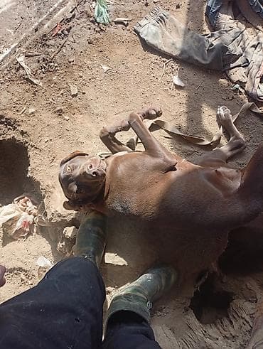 сколько стоит американская короткошёрстная кошка: Собака даром: Курцхаар, 10 месяцев, Самка, С прививкой — 8