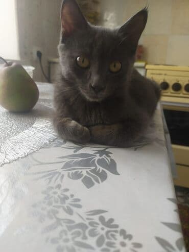 мейн кун бишкек питомник lyubushka купить котенка цена фото: Мышык бекер берилет: Породасыз, 4 айлык, Эркек, Лотокко барууга үйрөтүлгөн, Курттардан тазаланган — 1