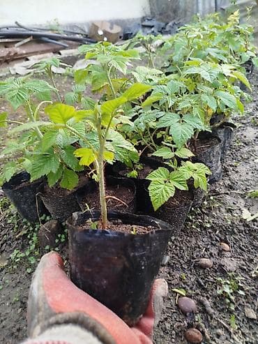 черешня купить: Малина элита сорт! Полонез! чачырабайт цвет: яркорозовый вкус  — 1