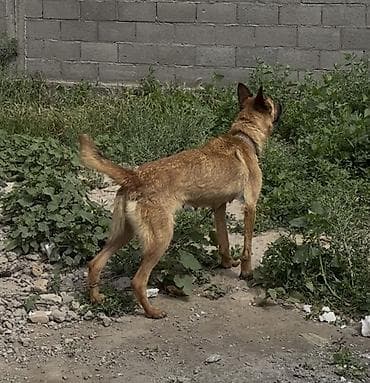 собака из приюта: Собака даром: 2 года, Самец, С прививкой — 2