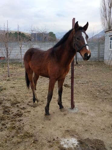 продажа щенков немецкой овчарки с документами в бишкеке: Продаю | Жеребенок | Конный спорт — 7