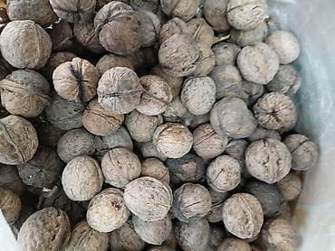 кочерыжка кукурузы: Грецкие орехи в скорлупе - Крупные, цельные ядра, плотная скорлупа. - — 1