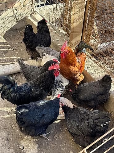 джерси: Продаю | Куры | Домашняя | Для разведения — 1