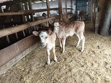 Продаю | Корова (самка) | Для молока | После отела