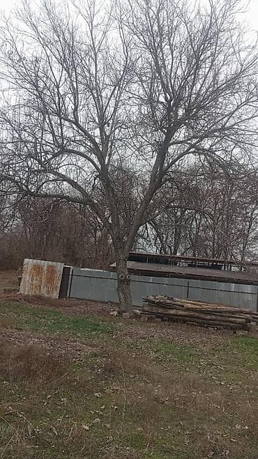 Продаю орех большой