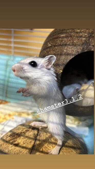 морской свин: Ручные песчанки монгольские. Красивые окрасы, есть девочки и мальчики — 10