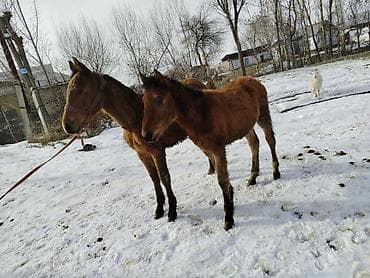 куплю тай: Продаю | Жеребенок | Для разведения — 2