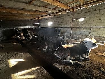 стригальная машинка для стрижки овец: Продаю | Тёлка | На откорм, На забой, Для разведения | Привязанные — 3