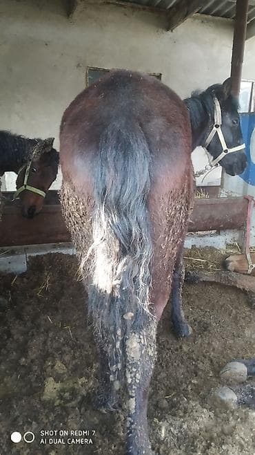 Услуги ветеринара: Продаю | Конь (самец) | Рабочий | Мерин — 9