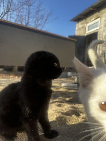 продажа вислоухих шотландских котят: Шотландские вислоухие смесь черный и белый котёнок - Очаровательный — 7